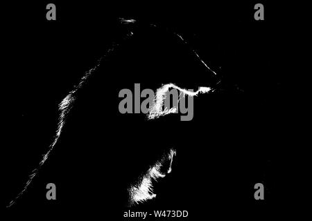 Backlit Badger, Applecross, Scozia. Foto Stock