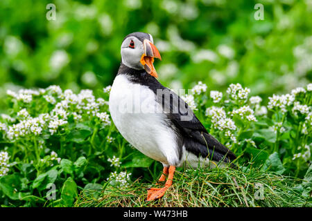 Sbadigliare Atlantic puffin. Foto Stock
