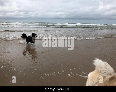 Un piccolo nero collie insegue la coda di un altro cane sulla spiaggia Foto Stock