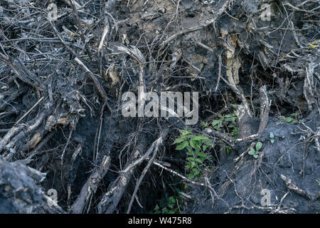 Close-up sradicate radici di albero. Concetto di deforestazione. Foto Stock