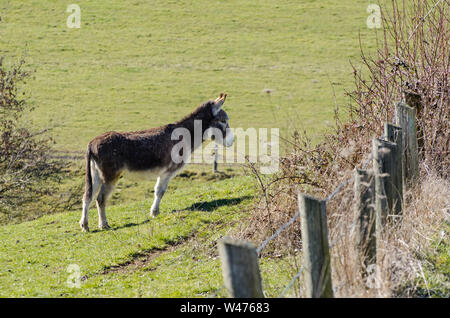 Equus africanus asinus, domestici asino su un pascolo in campagna in Baviera, Germania Foto Stock