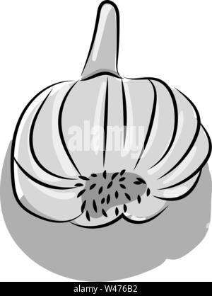 Disegno di aglio, illustrazione vettore su sfondo bianco. Illustrazione Vettoriale