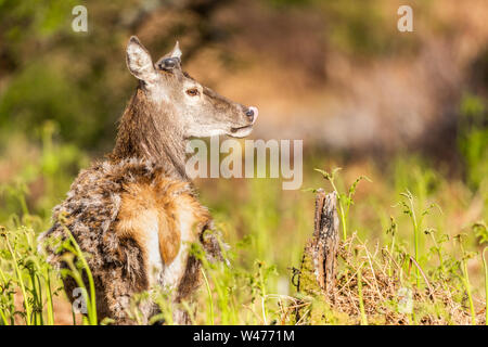 Cervi, Applecross, Scotland, Regno Unito Foto Stock