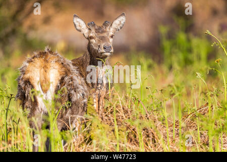 Cervi, Applecross, Scotland, Regno Unito Foto Stock