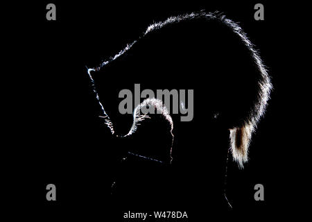 Backlit Badger su un log Foto Stock