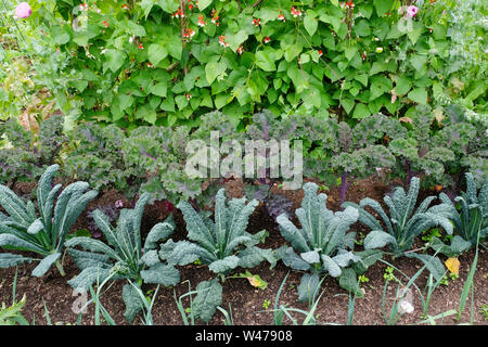 Una fornitissima cucina inglese giardino con runner fagioli, cavolo riccio, cavolo nero e porri - Giovanni Gollop Foto Stock