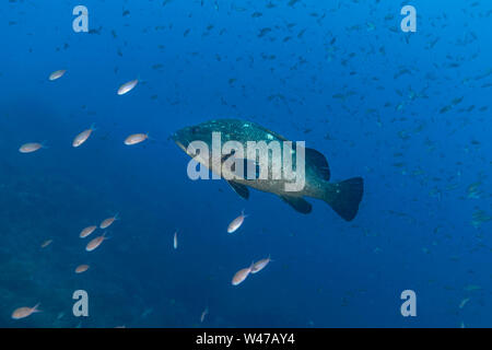Dusky cernie-Mérou brun (Epinephelus marginatus) del mare Mediterraneo. Foto Stock