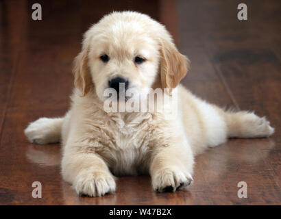 Golden Retriever cucciolo seduto sul pavimento Foto Stock