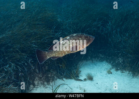 Dusky cernie-Mérou brun (Epinephelus marginatus) del mare Mediterraneo. Foto Stock