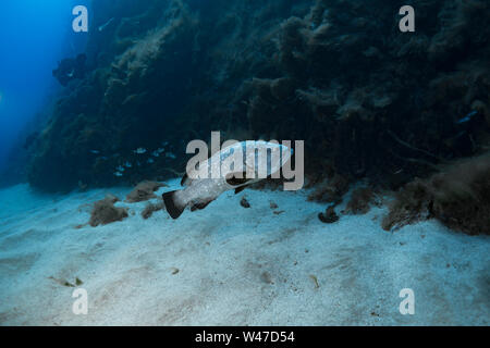 Dusky Grouper-Mérou brun (Epinephelus marginatus) del mare Mediterraneo. Foto Stock