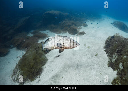 Dusky Grouper-Mérou brun (Epinephelus marginatus) del mare Mediterraneo. Foto Stock