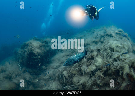 Dusky Grouper-Mérou brun (Epinephelus marginatus) del mare Mediterraneo. Foto Stock