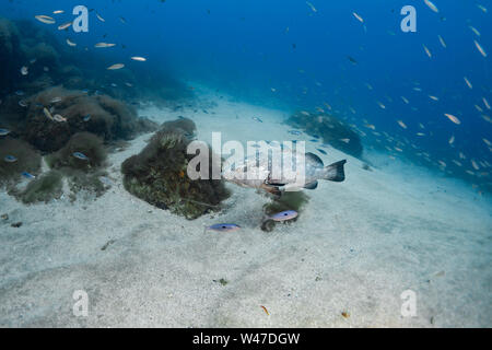 Dusky Grouper-Mérou brun (Epinephelus marginatus) del mare Mediterraneo. Foto Stock