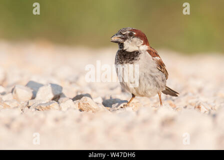 Casa passero (Passer domesticus) maschio, un bellissimo uccello seduto a terra al mattino, Istria, Croazia Foto Stock