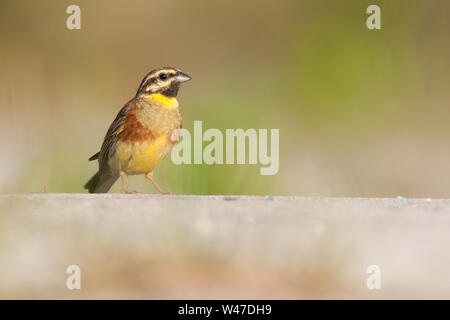 Cirl bunting (emberiza cirlus) maschio, una bella seduta di Songbird sul terreno al mattino, Istria, Croazia Foto Stock