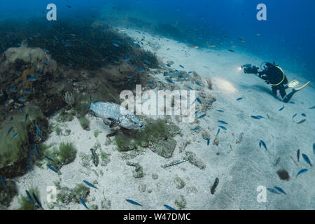 Dusky Grouper-Mérou brun (Epinephelus marginatus) del mare Mediterraneo. Foto Stock