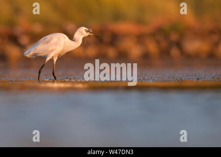 Garzetta (Egretta garzetta), un bellissimo uccello di acqua per la cattura di pesce presso la foce, Istria, Croazia Foto Stock