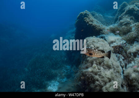 Dusky Grouper-Mérou brun (Epinephelus marginatus) del mare Mediterraneo. Foto Stock