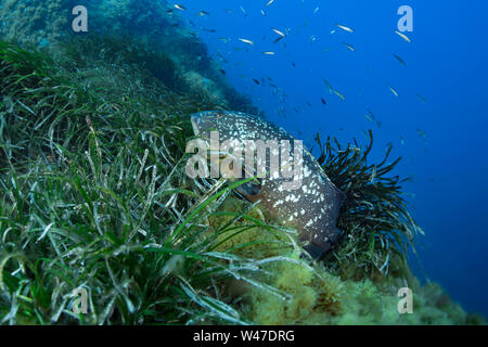 Dusky Grouper-Mérou brun (Epinephelus marginatus) del mare Mediterraneo. Foto Stock