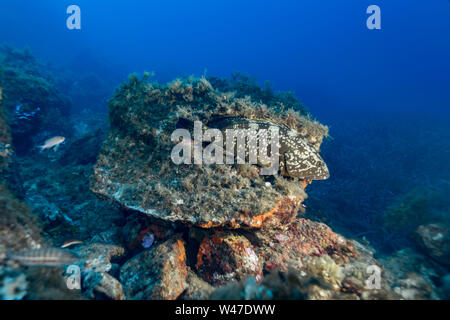 Dusky Grouper-Mérou brun (Epinephelus marginatus) del mare Mediterraneo. Foto Stock