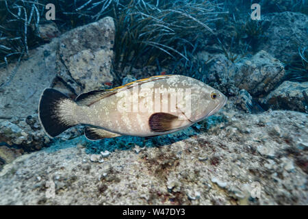 Dusky Grouper-Mérou brun (Epinephelus marginatus) del mare Mediterraneo. Foto Stock