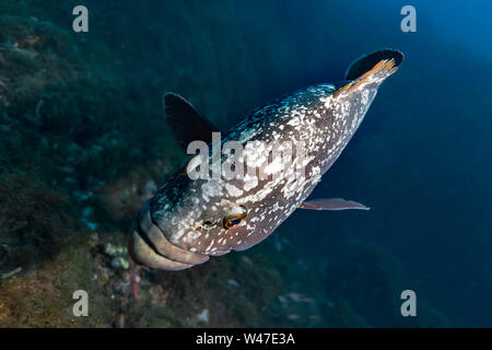 Dusky Grouper-Mérou brun (Epinephelus marginatus) del mare Mediterraneo. Foto Stock