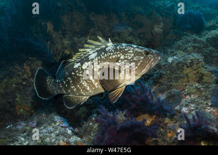 Dusky Grouper-Mérou brun (Epinephelus marginatus) del mare Mediterraneo. Foto Stock