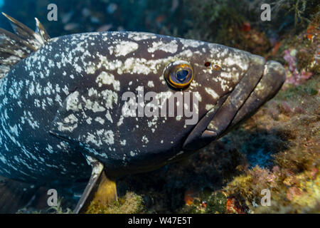 Dusky Grouper-Mérou brun (Epinephelus marginatus) del mare Mediterraneo. Foto Stock