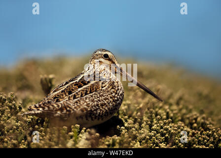 Close up di un sud americana beccaccino, Isole Falkland. Foto Stock