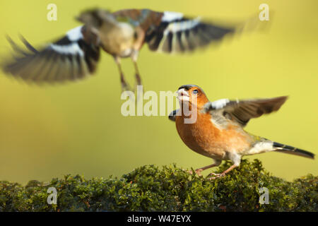 Close up di comune fringuelli con ali stese scontri aperti per il territorio, UK. Foto Stock