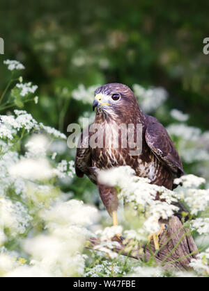 In prossimità di un comune poiana (Buteo buteo) nel prato con fiori di colore bianco, UK. Foto Stock