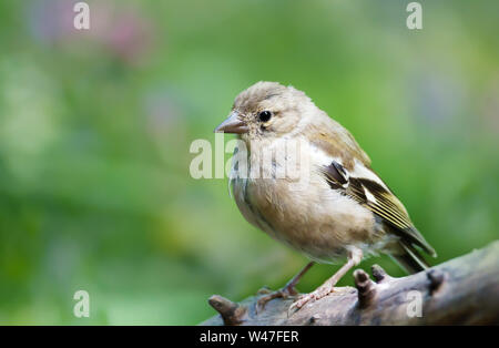 Close up di un adolescente comune (fringuello Fringilla coelebs) appollaiato su un ramo di albero, UK. Foto Stock