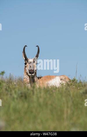 Buck Pronghorn a Yellowstone Foto Stock