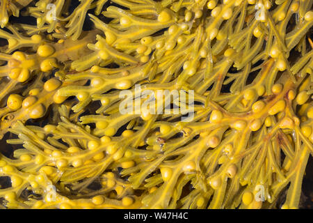 La vescica Wrack alghe, Fucus vesiculosus, crescendo nel porto di Portland nel Dorset vicino al litorale. Fotografato in acque basse. Il Dorset England Regno Unito G Foto Stock