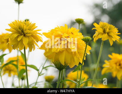 Rudbeckia laciniata fiori gialli closeup Foto Stock