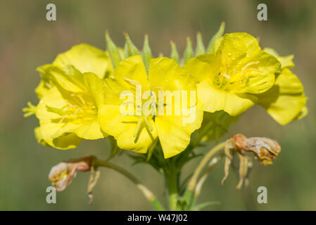 Enotera fiori giallo macro Foto Stock