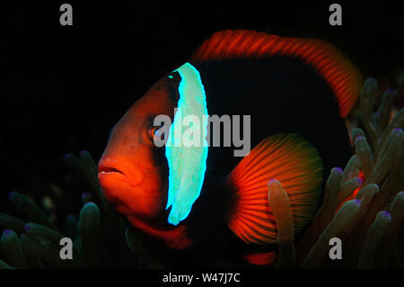 Il pomodoro clownfish (Amphiprion frenatus (Lat)) è nascosto all'interno di anemone, Panglao, Filippine Foto Stock