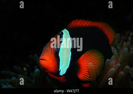 Il pomodoro clownfish (Amphiprion frenatus (Lat)) è nascosto all'interno di anemone, Panglao, Filippine Foto Stock