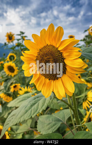 Close-up di girasole blooming sfondo naturale. Foto Stock