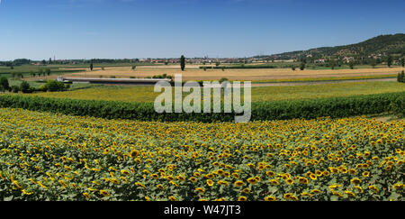 Vista Panorama dei Colli Euganei, campi di girasoli, Italia Foto Stock