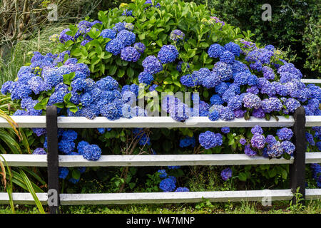 Ortensie blu in piena fioritura. Foto Stock