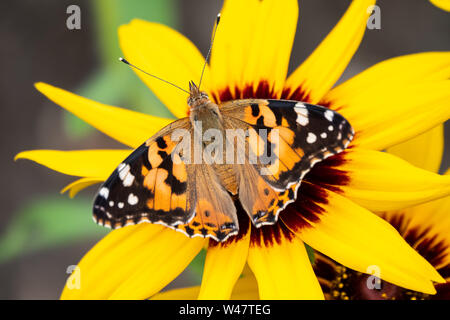 Butterfly Vanessa cardui siede su un fiore giallo. Dipinto di lady butterfly. Sfondo con una stupenda farfalla su un fiore. Foto Stock