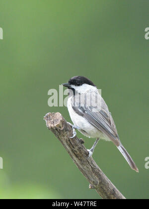 Piccola America del Nord Carolina songbird Luisa Poecile carolinensis appollaiato sul ramo di albero. Foto Stock