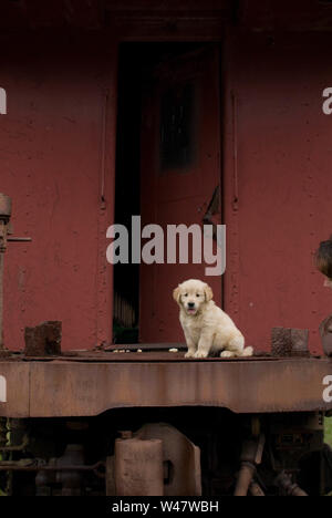 Cucciolo di cane seduto sul retro di un treno abbandonare Foto Stock