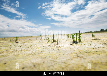 Close up shoot di samphire selvatici che crescono all'arenile. Isola di Anglesey nel Galles del Nord, Regno Unito Foto Stock