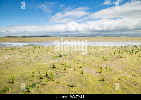 Wild samphire a riva sabbiosa. Isola di Anglesey nel Galles del Nord, Regno Unito Foto Stock