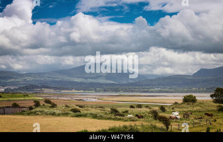 Paesaggio estivo con cavalli al pascolo guardando verso la gamma della montagna del Parco Nazionale di Snowdonia dall'Isola di Anglesey nel Galles del Nord, Regno Unito Foto Stock