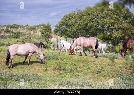 Allevamento di pony selvatici al pascolo sulle dune erbose a bright summer day nell'isola di Anglesey nel Galles del Nord, Regno Unito Foto Stock