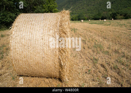 Rotoli di fieno in un campo vicino a Fossombrone,Marche,Italia Foto Stock