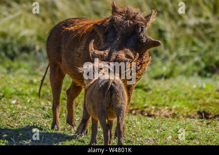 Warthog comune interagire e giocare in un sudafricano game reserve Foto Stock